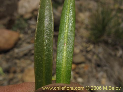Image of Calandrinia colchaguensis (). Click to enlarge parts of image.