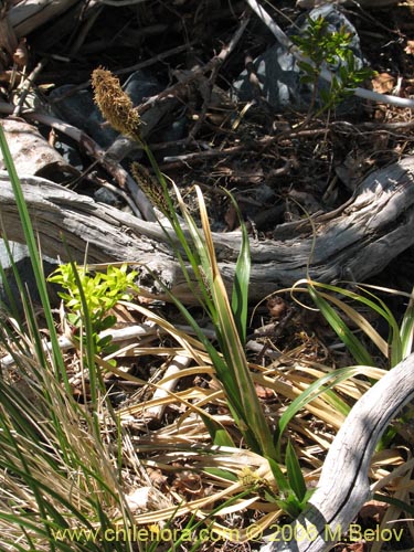 Image of Carex sp. #1545 (). Click to enlarge parts of image.