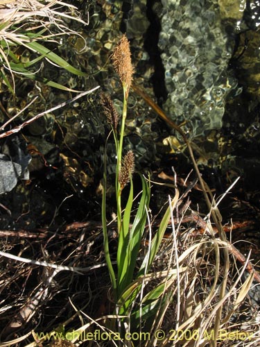 Image of Carex sp. #1545 (). Click to enlarge parts of image.