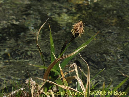 Image of Carex sp. #1545 (). Click to enlarge parts of image.