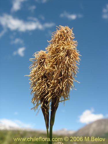 Image of Carex sp. #1545 (). Click to enlarge parts of image.