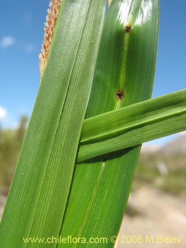 Carex sp. #1545의 사진