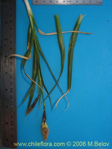 Carex sp. #1545의 사진