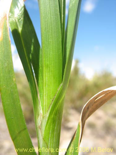 Carex sp. #1545의 사진