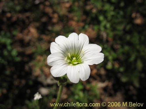 Image of Cerastium arvense (Cuernecita). Click to enlarge parts of image.