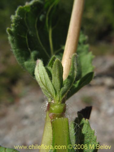 Bild von Calceolaria undulata (Capachito). Klicken Sie, um den Ausschnitt zu vergrössern.