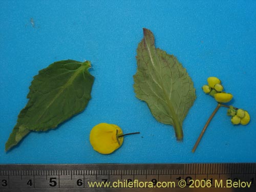 Bild von Calceolaria undulata (Capachito). Klicken Sie, um den Ausschnitt zu vergrössern.