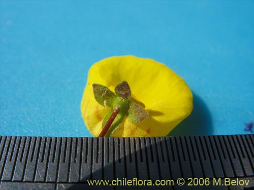 Bild von Calceolaria undulata (Capachito). Klicken Sie, um den Ausschnitt zu vergrössern.