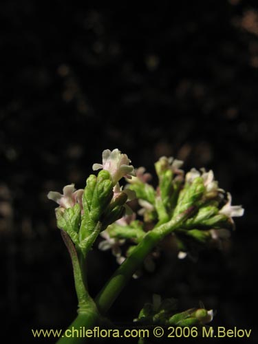 Bild von Valeriana sp. #1546 (). Klicken Sie, um den Ausschnitt zu vergrössern.