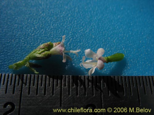 Bild von Valeriana sp. #1546 (). Klicken Sie, um den Ausschnitt zu vergrössern.