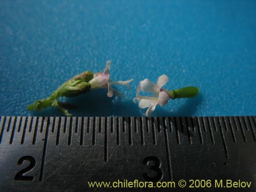 Bild von Valeriana sp. #1546 (). Klicken Sie, um den Ausschnitt zu vergrössern.