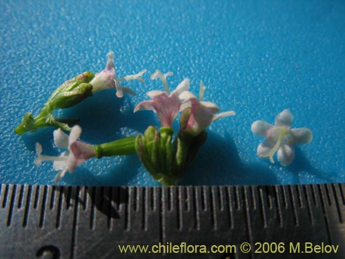 Bild von Valeriana sp. #1546 (). Klicken Sie, um den Ausschnitt zu vergrössern.