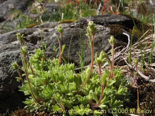 Saxifraga sp. #2422的照片