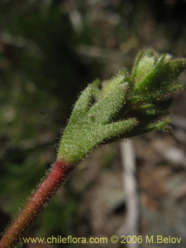 Saxifraga sp. #2422的照片