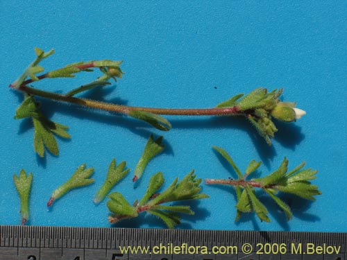 Image of Saxifraga sp. #2422 (). Click to enlarge parts of image.