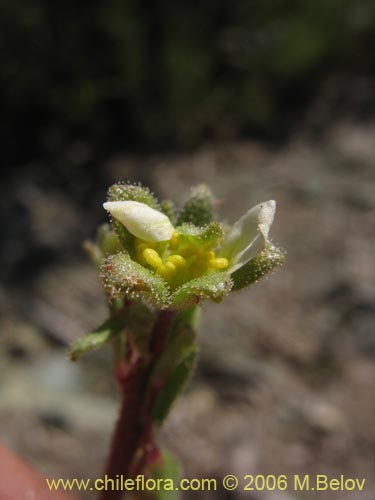 Image of Saxifraga sp. #2422 (). Click to enlarge parts of image.