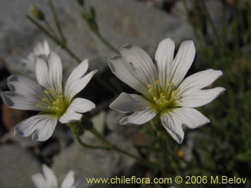 Image of Cerastium arvense (Cuernecita). Click to enlarge parts of image.