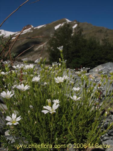 Image of Cerastium arvense (Cuernecita). Click to enlarge parts of image.