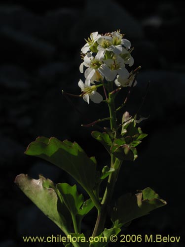 Cardamine cordata의 사진