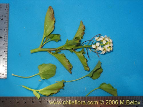 Cardamine cordata의 사진