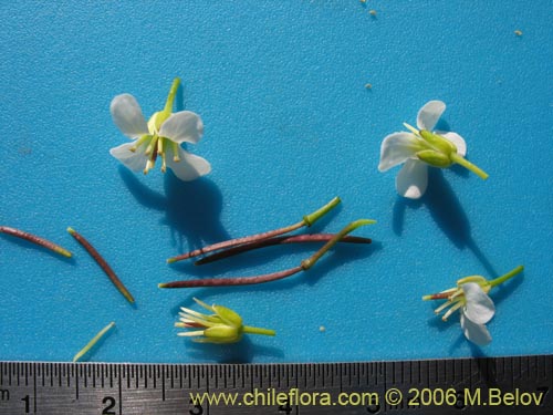 Cardamine cordata의 사진