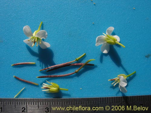 Cardamine cordata의 사진