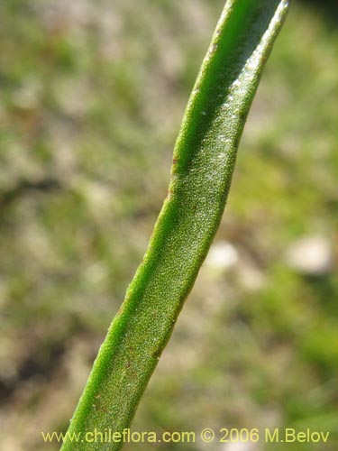 Image of Calandrinia affinis (). Click to enlarge parts of image.