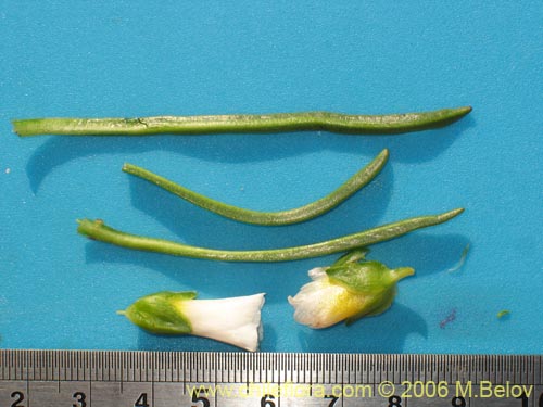 Image of Calandrinia affinis (). Click to enlarge parts of image.