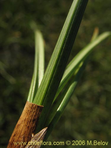 Bild von Carex sp. #3086 (). Klicken Sie, um den Ausschnitt zu vergrössern.