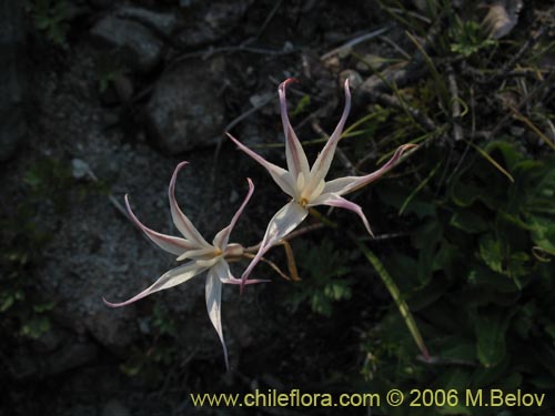 Image of Leucocoryne alliacea (). Click to enlarge parts of image.