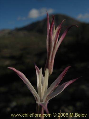 Image of Leucocoryne alliacea (). Click to enlarge parts of image.
