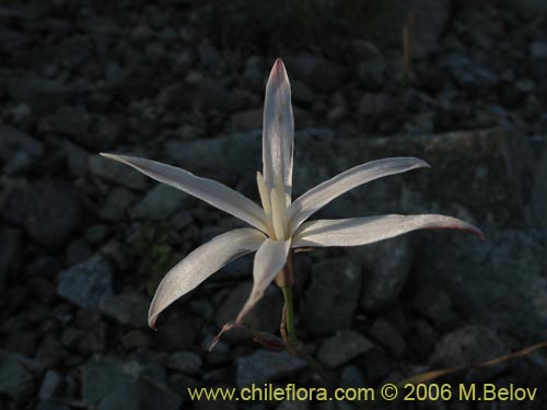 Image of Leucocoryne alliacea (). Click to enlarge parts of image.