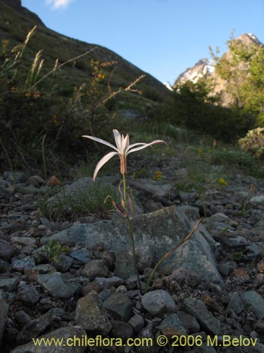 Image of Leucocoryne alliacea (). Click to enlarge parts of image.