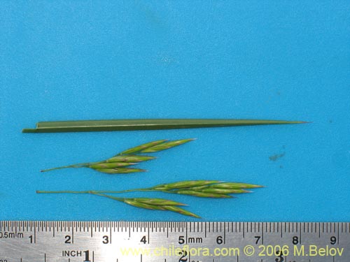 Imágen de Poaceae sp. #1875 (). Haga un clic para aumentar parte de imágen.