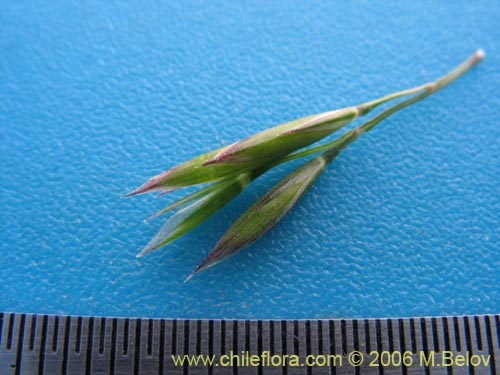 Imágen de Poaceae sp. #1875 (). Haga un clic para aumentar parte de imágen.