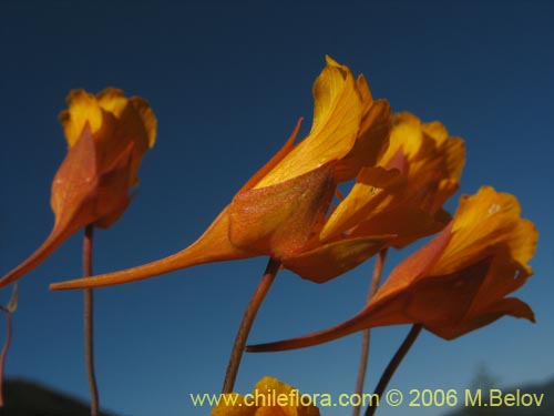 Image of Tropaeolum gracile (). Click to enlarge parts of image.