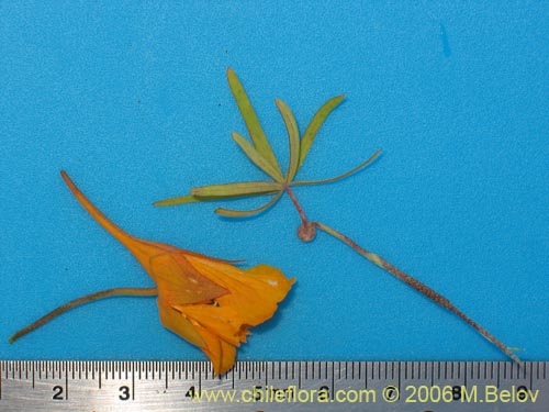 Tropaeolum gracile의 사진