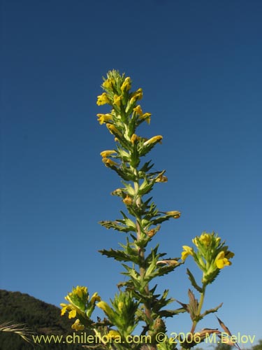 Image of Parentucellia viscosa (Pegajosa / Bartsia amarilla). Click to enlarge parts of image.