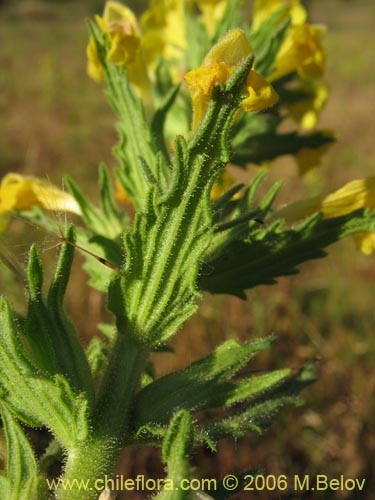 Image of Parentucellia viscosa (Pegajosa / Bartsia amarilla). Click to enlarge parts of image.