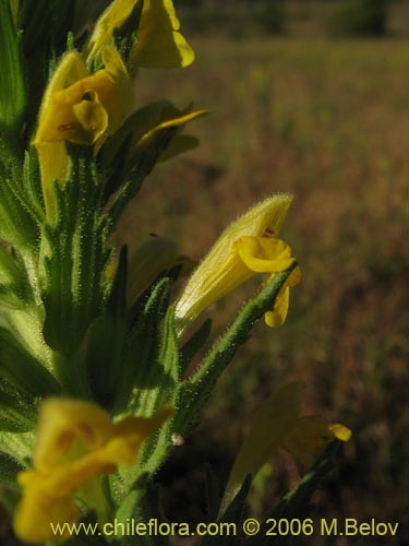 Image of Parentucellia viscosa (Pegajosa / Bartsia amarilla). Click to enlarge parts of image.