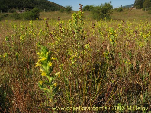 Image of Parentucellia viscosa (Pegajosa / Bartsia amarilla). Click to enlarge parts of image.