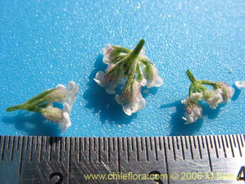 没断定的植物 sp. #2345的照片