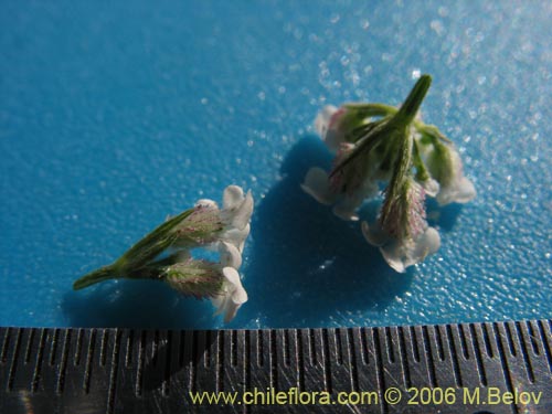 没断定的植物 sp. #2345的照片