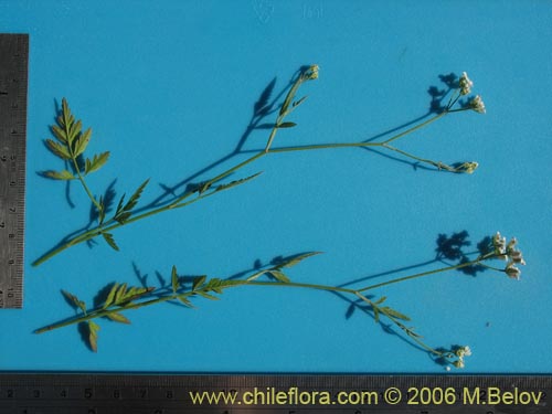 没断定的植物 sp. #2345的照片