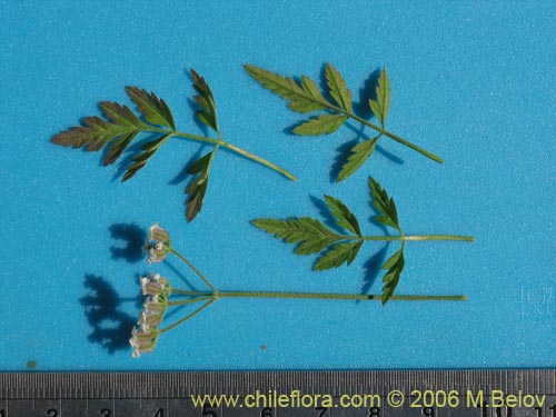 没断定的植物 sp. #2345的照片