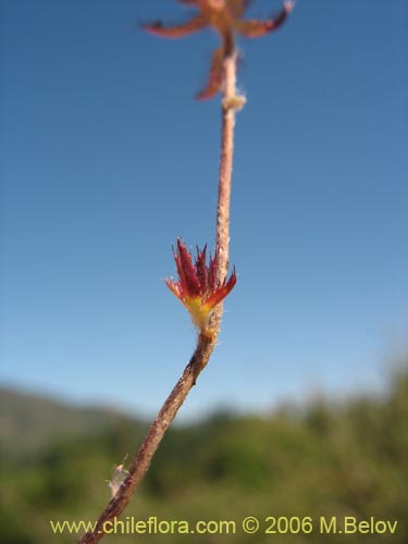 Imágen de Chaetanthera ciliata (). Haga un clic para aumentar parte de imágen.