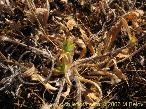 Imágen de Chaetanthera ciliata (). Haga un clic para aumentar parte de imágen.