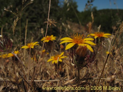 Imágen de Chaetanthera ciliata (). Haga un clic para aumentar parte de imágen.