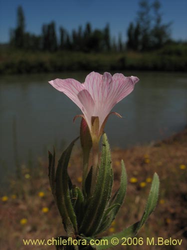Bild von Epilobium sp. #1288 (). Klicken Sie, um den Ausschnitt zu vergrössern.