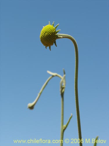 Image of Helenium aromaticum (Manzanilla del cerro). Click to enlarge parts of image.